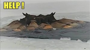 Уникальные кадры спасения животных. Люди помогают животным оказавшимся в беде #6