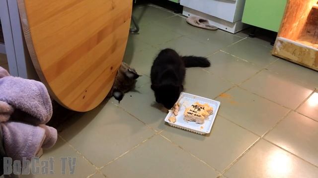 Рысь Ханна пытается привлечь внимание котёнка мейн-куна смотреть онлайн