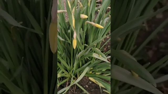 Пересадка нарциссов весной во время цветения.