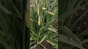 Пересадка нарциссов весной во время цветения.