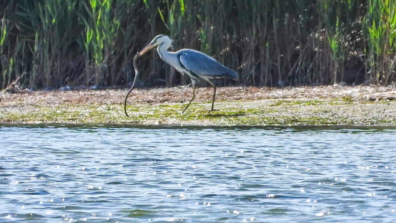 Серая цапля жестоко убивает змею / A heron kills a snake смотреть онлайн