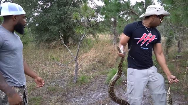 Catch & Cook GIANT PYTHONS In Florida! смотреть онлайн