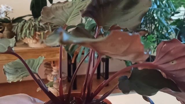 Хомаломена Рубесценс Магги (Фламинго Ред). Homalomena Rubescens 