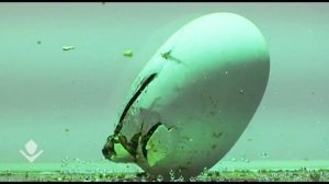 Unique turtle's hatching! Вылупляется черепашка!