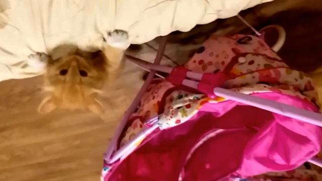 Котенок в коляске смотреть онлайн