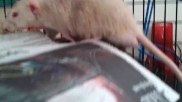 Dumbo Rex Rats Born 5/17/12