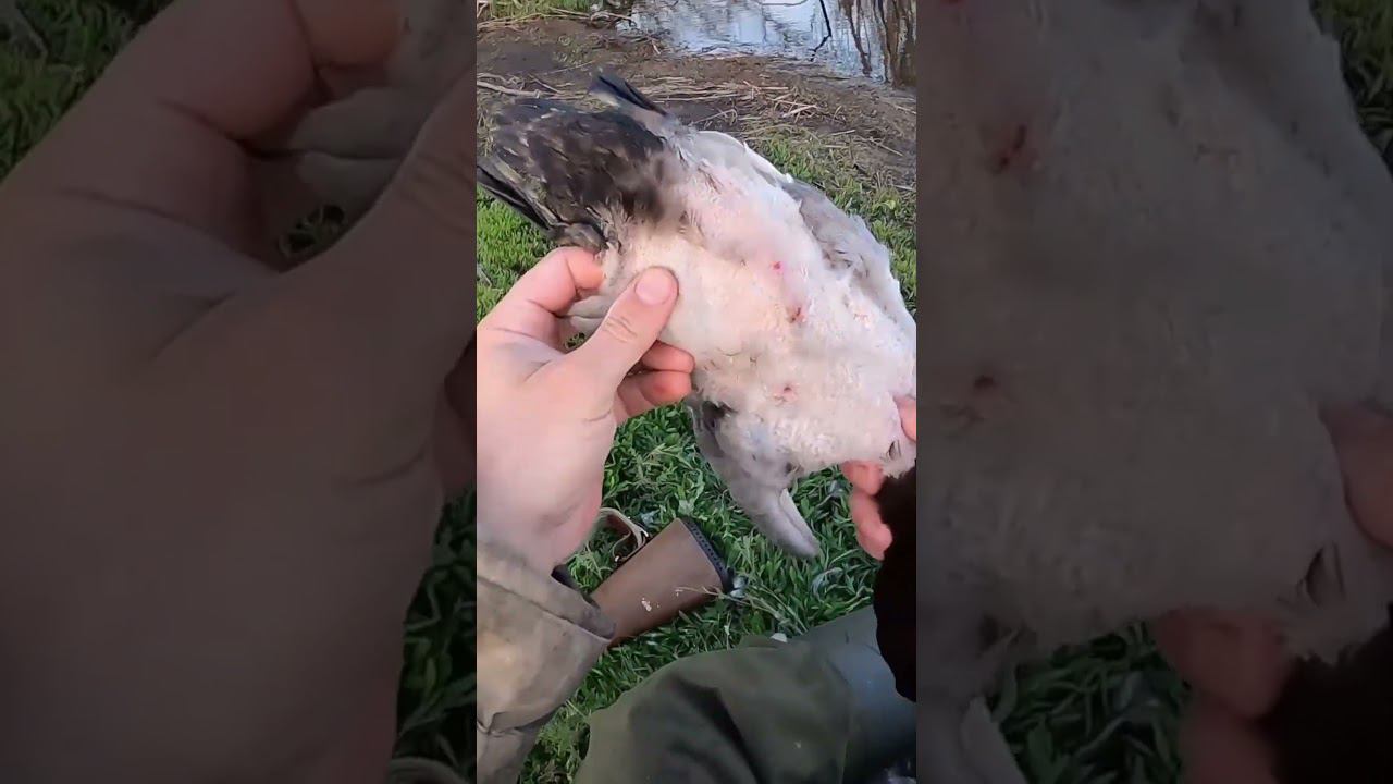 Патроны Sterling N5 творят чудеса 40-45м. на вылет. Какими стреляете вы? #hunting #охотанауток смотреть онлайн