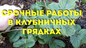 11.04.2023 Клубничные грядки после зимы. Работы в клубнике ранней весной. Дырочки на листьях-что это