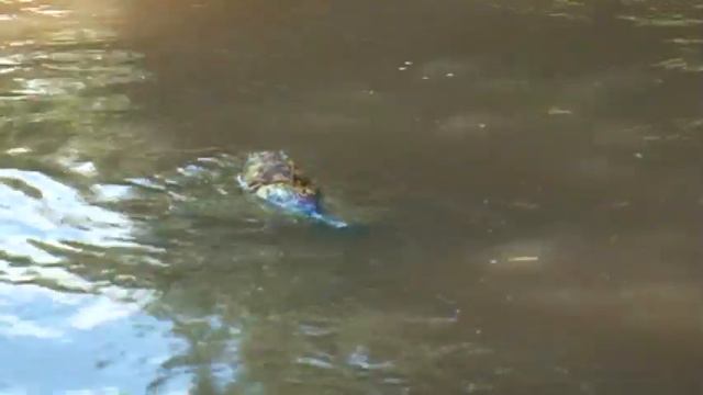 Спад воды зафиксирован на всех реках Уссурийского округа смотреть онлайн