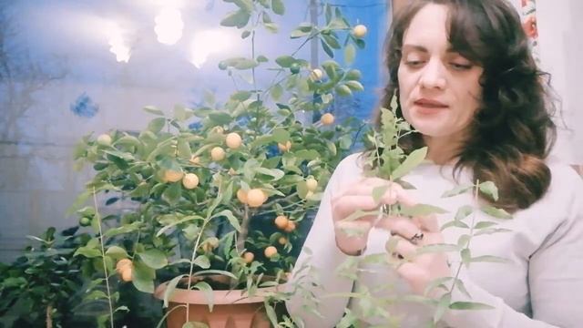 Комнатный гранат: обрезка и уход