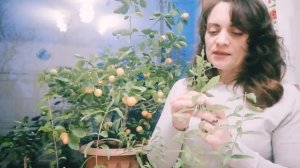 Комнатный гранат: обрезка и уход