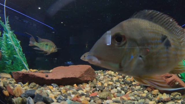 Аквариум смотреть онлайн