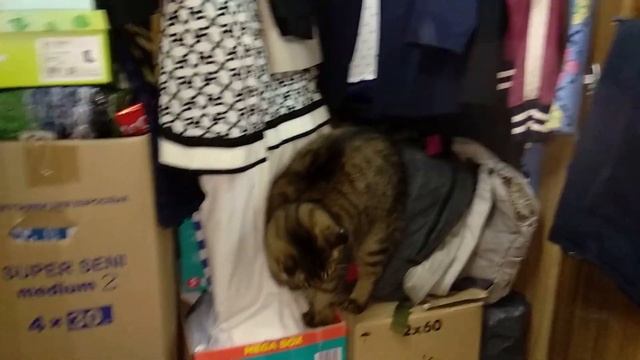 Cats Vlog. Коты едят и пьют. Коты в шкафу. Кот и малыш. смотреть онлайн