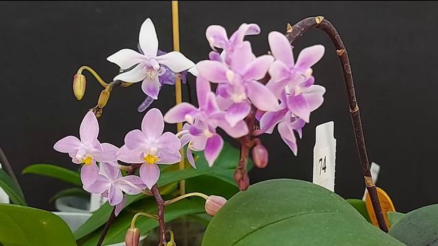 Ph. equestris номинальной формы смотреть онлайн