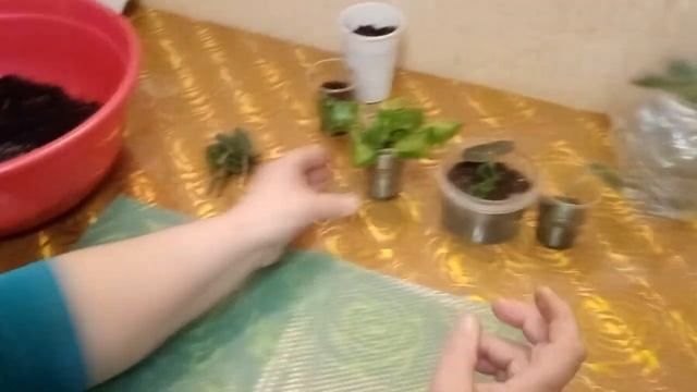 омолаживаем фиалку детки фиалок смотреть онлайн
