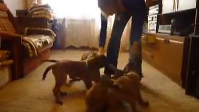 Щенки Бельгийской овчарки (МАЛИНУА) смотреть онлайн