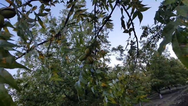 Gardenia Real los arboles le hablan a mi papá Nogales 2018 смотреть онлайн