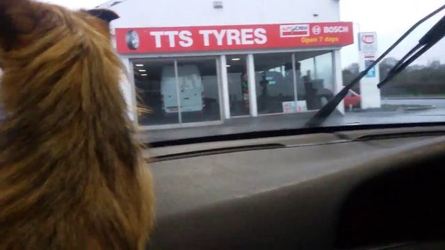 Guard Dog going nuts 😂😂😁😀 смотреть онлайн