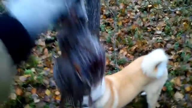 Рябчик, отличие самца от самочки! смотреть онлайн