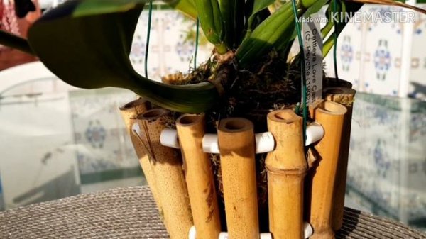 Cattleya Slc Love Castle