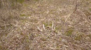 Поиск рогов лося весной. Лесные находки.