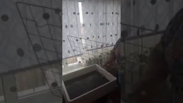 инкубатор бытовой несушка БИ2