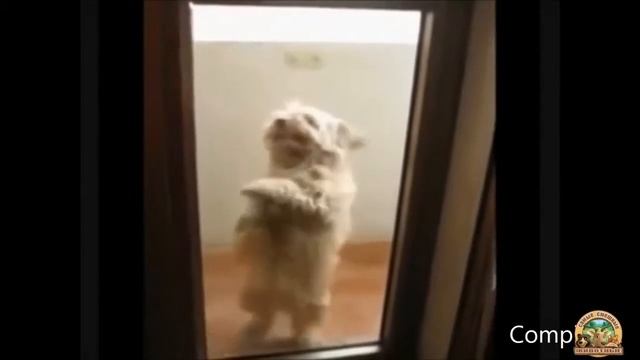 Животные ведут себя как Люди. Сборник. смотреть онлайн