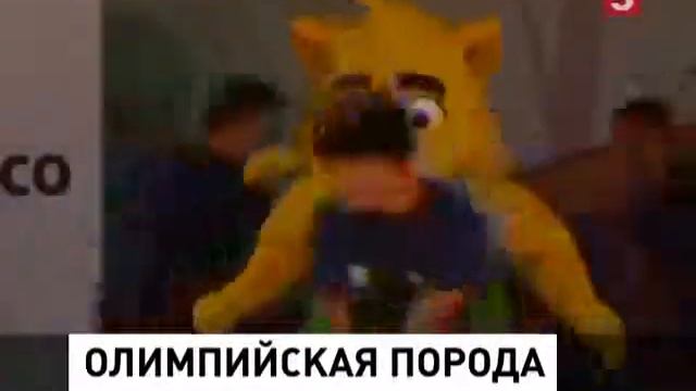 Ягуар Жинга стал официальным талисманом олимпийской сборной Бразилии смотреть онлайн