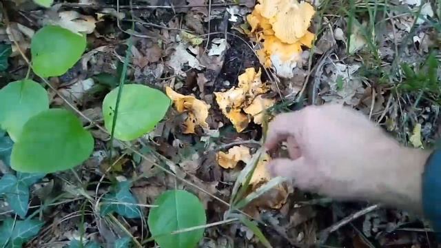 поход в лес ЗА грибами )). собака грибы ищет смотреть онлайн