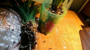 Орхидея Цимбидиум . " Зрим  в  корни ".