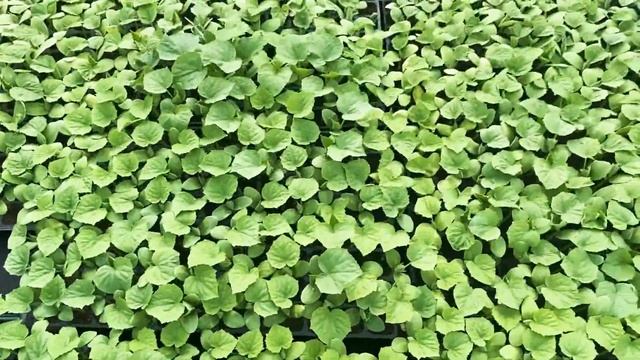 Выращивание Арбузов на капельном поливе. Наш объём на поле. смотреть онлайн