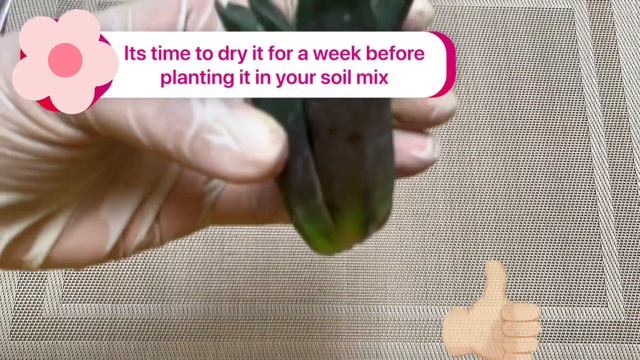 HOW TO PROPAGATE HAWORTHIA IN EASY WAYS | LoveKye 8 смотреть онлайн