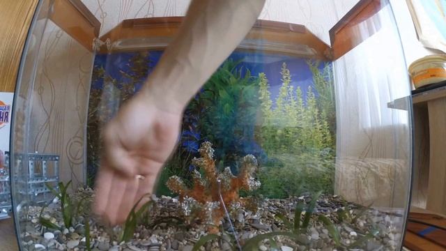 Дорога домой. | Баня своими руками. | Огромный зубр у дороги. | Создаем аквариум с ноля. смотреть онлайн