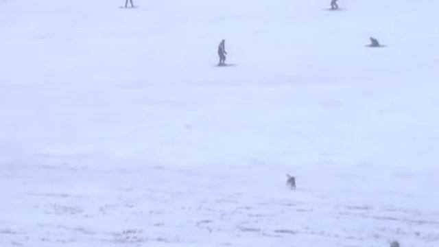 Собака-экстримака г.к. Тростян, Славское смотреть онлайн