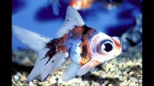 Самые распространенные и неприхотливые аквариумные рыбки