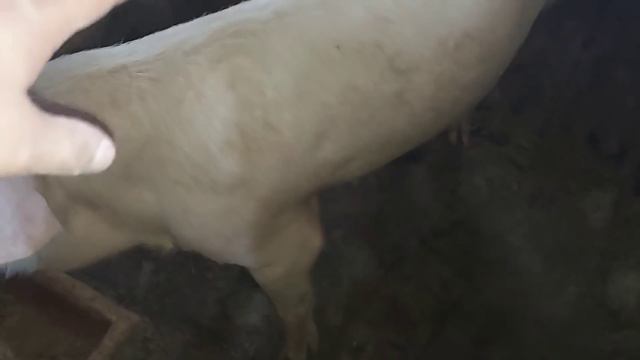 Переселение поросят.