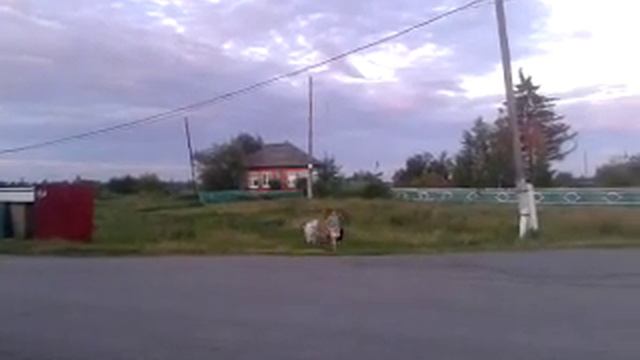 Маленькая хозяйка пушистой козочки. смотреть онлайн