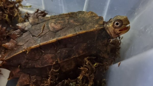 Yoll's добрый stream из Москвы. Рептилиум попытка день 1