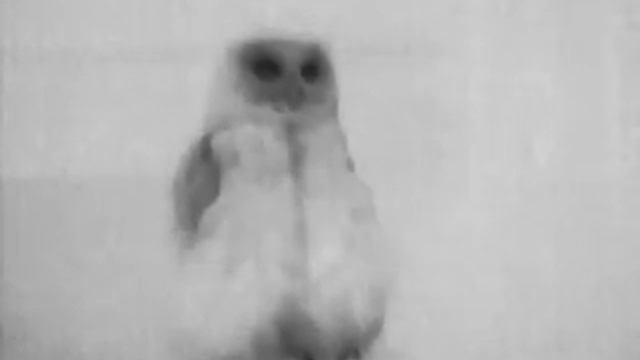 FLIR SCOUT TK | Siberian Eagle Owl смотреть онлайн