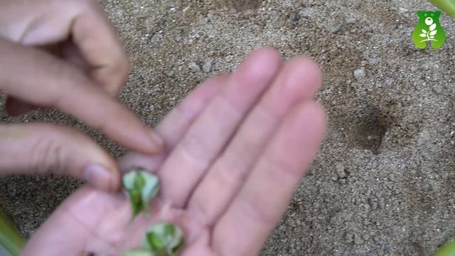 The method of growing roses from buds the whole world does not know | How to propagation Roses смотреть онлайн