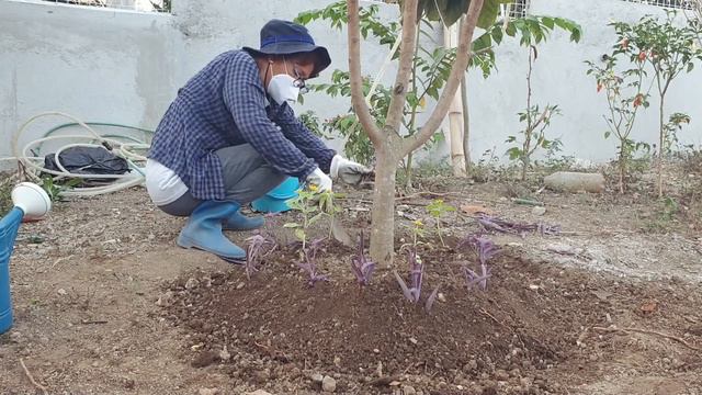 Vlog 1 - Easiest Plants To Grow In The Philippines | Gardening 101