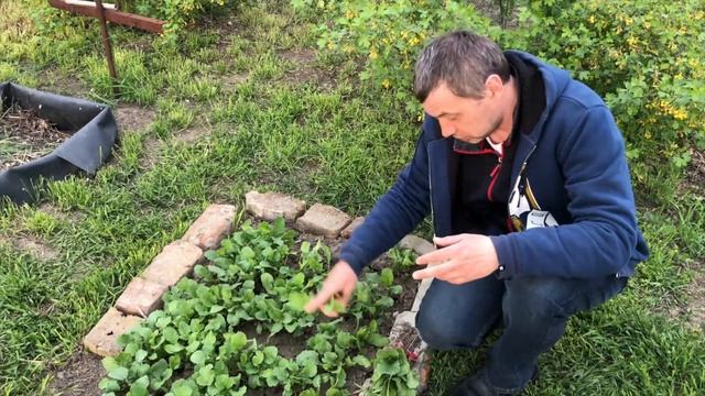 1 мая, собираем первый урожай редиски смотреть онлайн