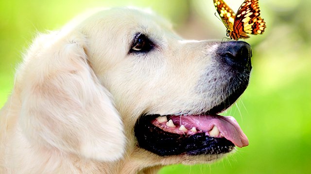 Marie Laforet - "Mon Amour, Mon Ami" смотреть онлайн