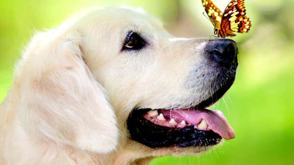 Marie Laforet - "Mon Amour, Mon Ami"