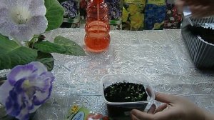 Астра взошла после кипятка на 2-й день! Всхожесть 100%! Притормаживаем рост сеянцев. Регулятор рост