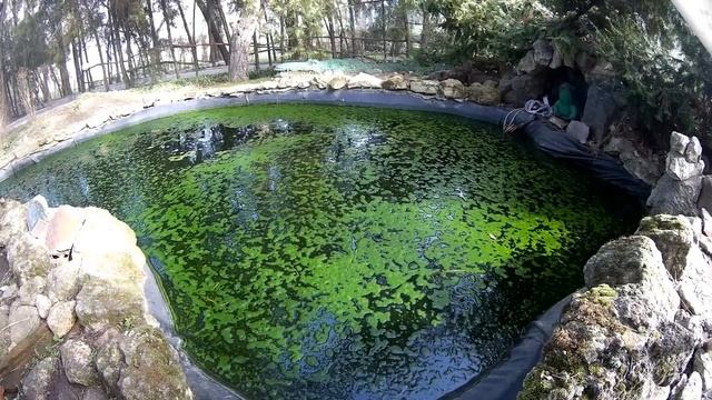 Уход за прудом. Что происходит с рыбным водоемом,если вы опоздали с началом уборки. смотреть онлайн