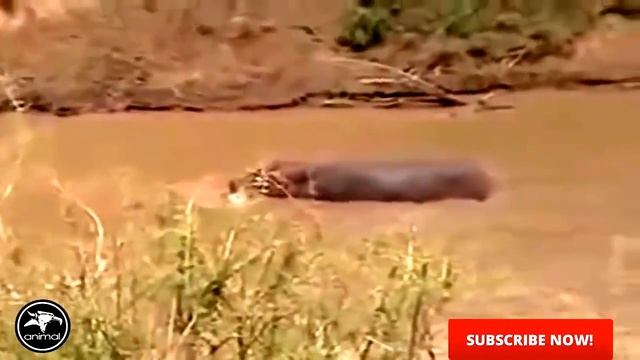 Крокодил. Бегемот. Охота хищников. Кровь и жесть. 18+ смотреть онлайн