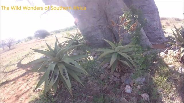 The Baobab Tree Giants of Africa смотреть онлайн