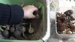 Ирисы луковичные. Особенности посадки луковиц ирисов в грунт осенью. Требования к луковицам ирисов