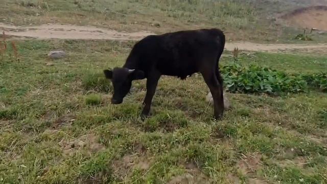 Высокогорное озеро - Село Арзакан,Котайк - Сказочная Армения смотреть онлайн